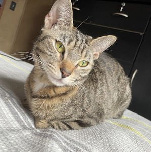 Meet your Posher, Nora